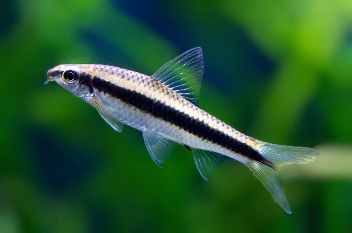Siamese Algae Eater
